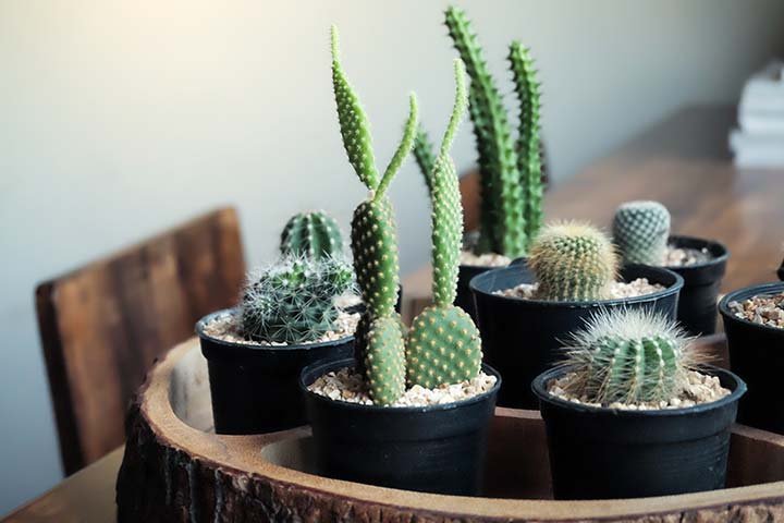 نبات الصبار “Cactus”