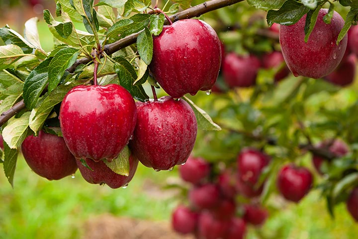 7 أسباب ستجعلك تأكل تفاحة كل يوم