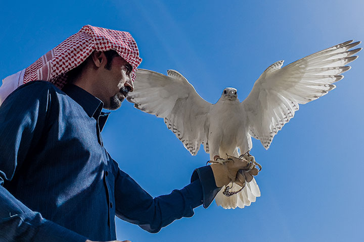 هكذا يتبارى المصورون للفوز في مسابقة جمال الصقور في الإمارات