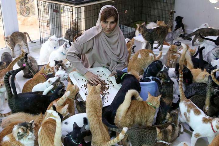 مريم البلوشي ..عمانية تأوى في بيتها أكثر من 500 قطة وكلب