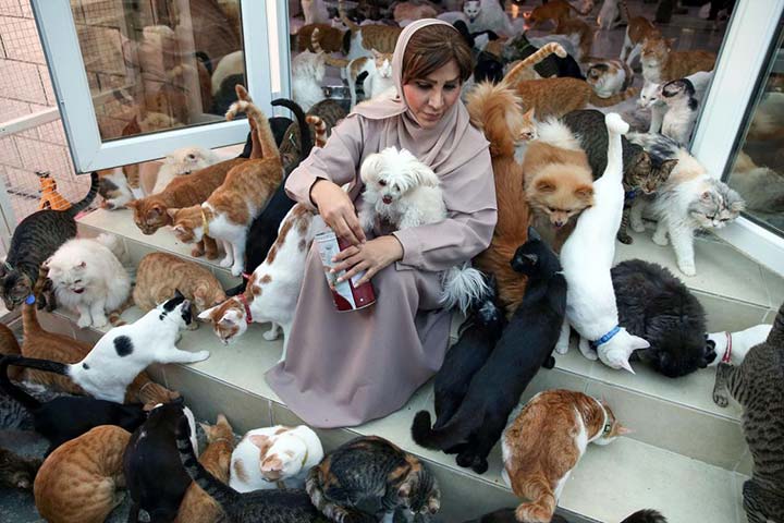 مريم البلوشي ..عمانية تأوى في بيتها أكثر من 500 قطة وكلب