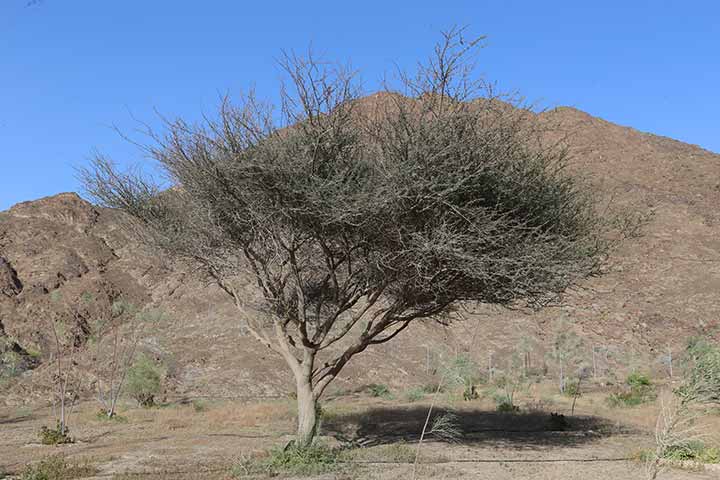 راشد المزروعي يروي حكايته مع أول محمية زراعية لشجرة الشوع في الإمارات
