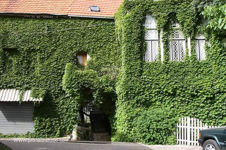 البيت الأخضر خلال فصل الصيف