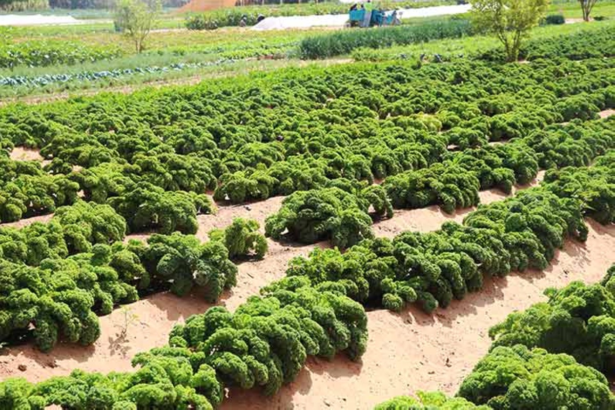 مجلة كل الأسرة