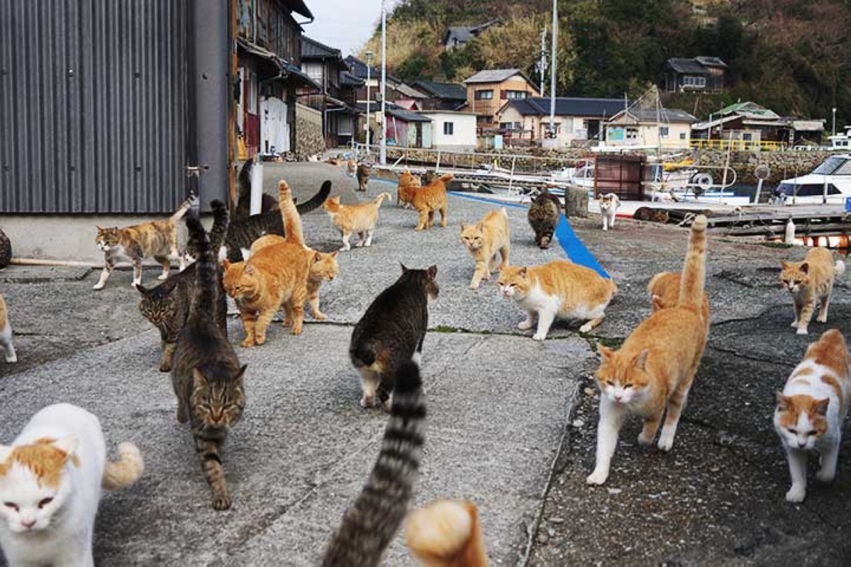 مجلة كل الأسرة