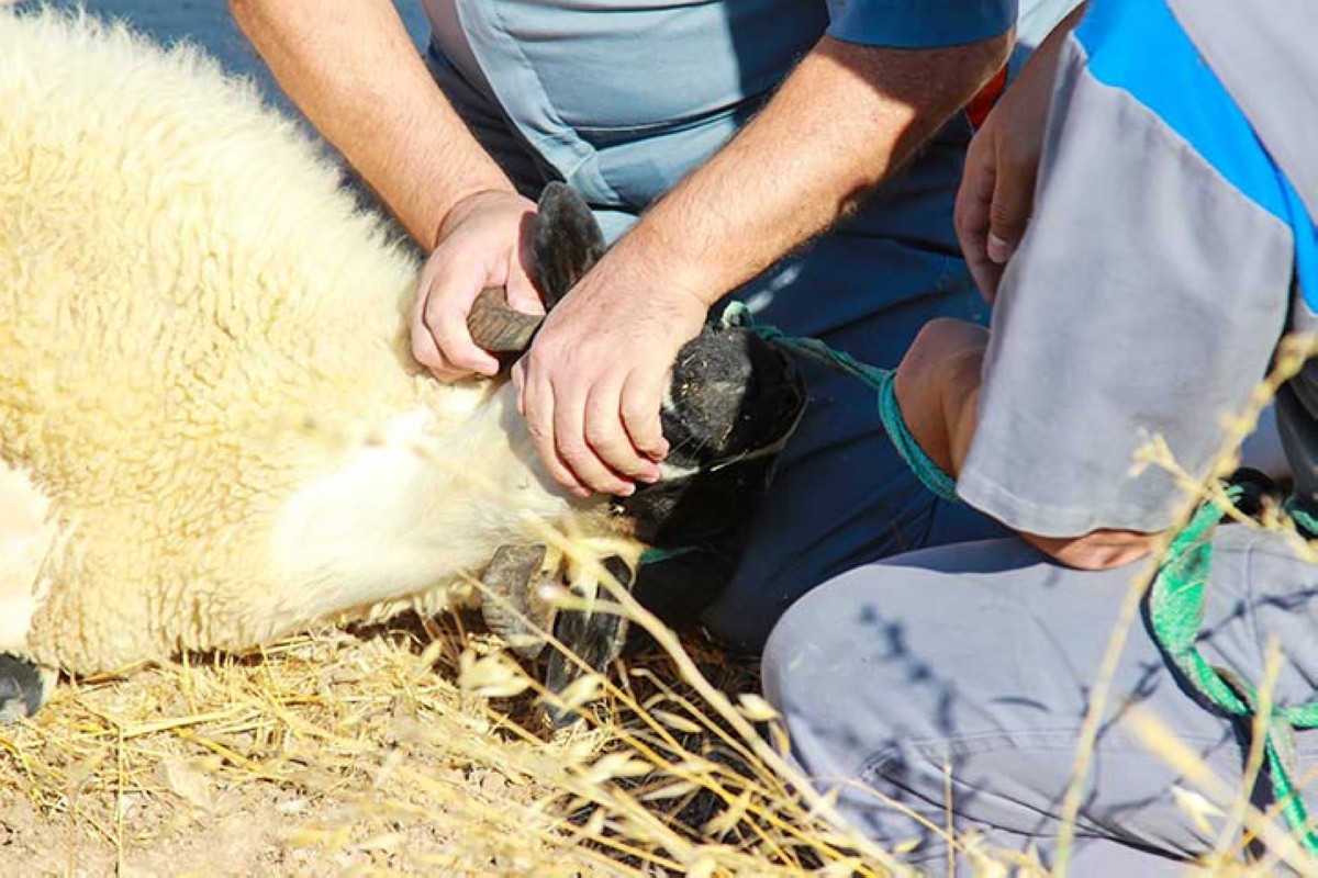 مجلة كل الأسرة