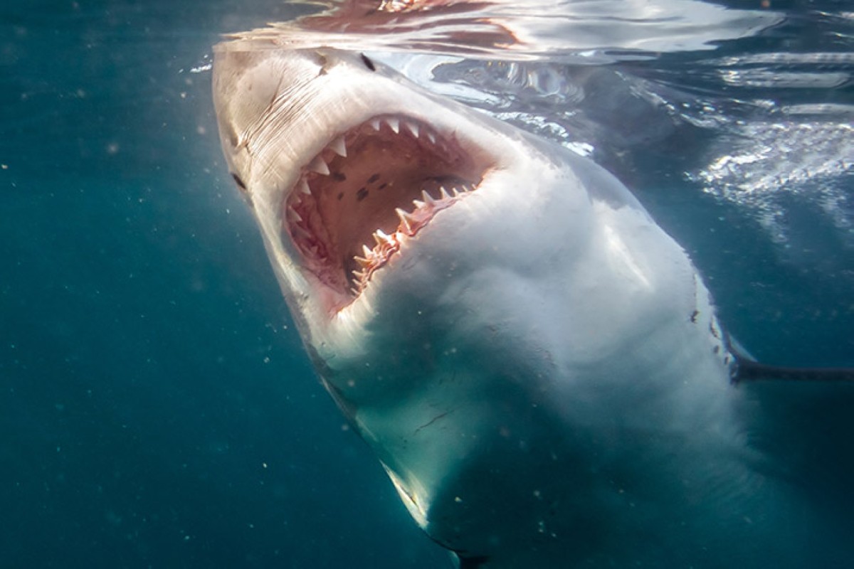 مجلة كل الأسرة