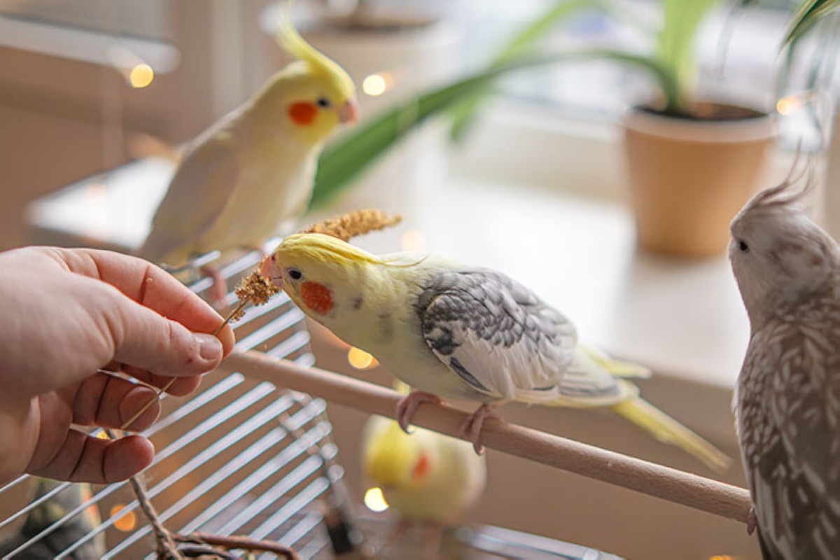 مجلة كل الأسرة