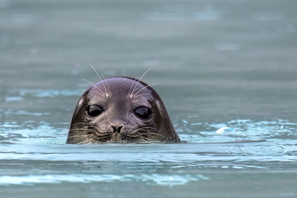 مجلة كل الأسرة