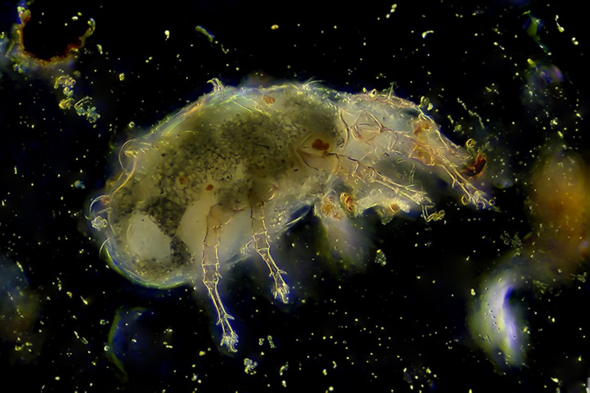 مجلة كل الأسرة