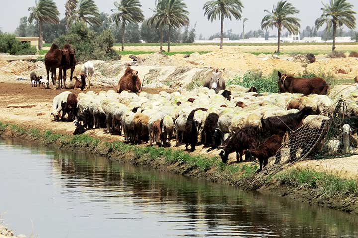 بحيرة البرلس.. ثانية أكبر البحيرات الطبيعية وأجمل المحميات في مصر