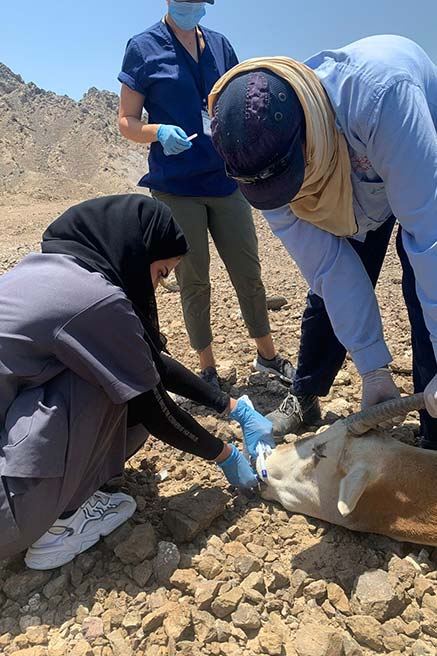 فاطمة قريبان المهيري: عملي في مجال الطب البيطري مزيج من المشقّة والمتعة والإنسانية