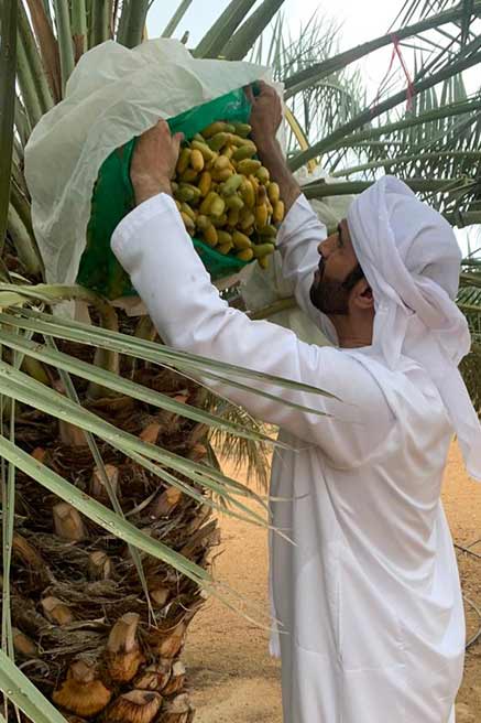 الحاي علي سلطان السبوسي