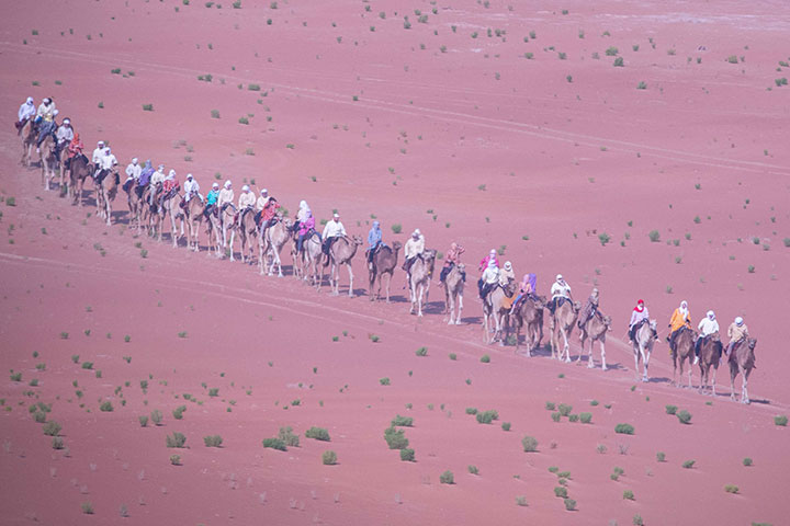 بعد 12 يوماً في الصحراء الغربية.. رحلة الهجن تحط رحالها أخيراً في القرية التراثية بالقرية العالمية