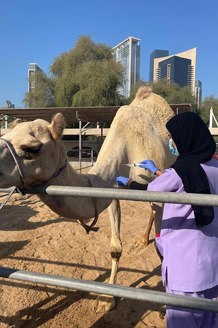 فاطمة قريبان المهيري: عملي في مجال الطب البيطري مزيج من المشقّة والمتعة والإنسانية