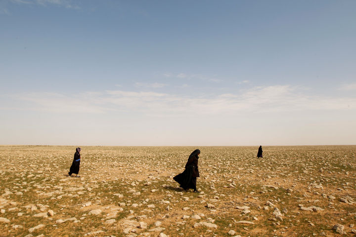 في العراق.. رحلة البحث عن الكمأ وسط الألغام